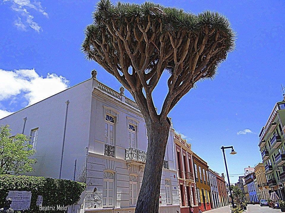 Apartamento Maya 拉拉古纳 外观 照片